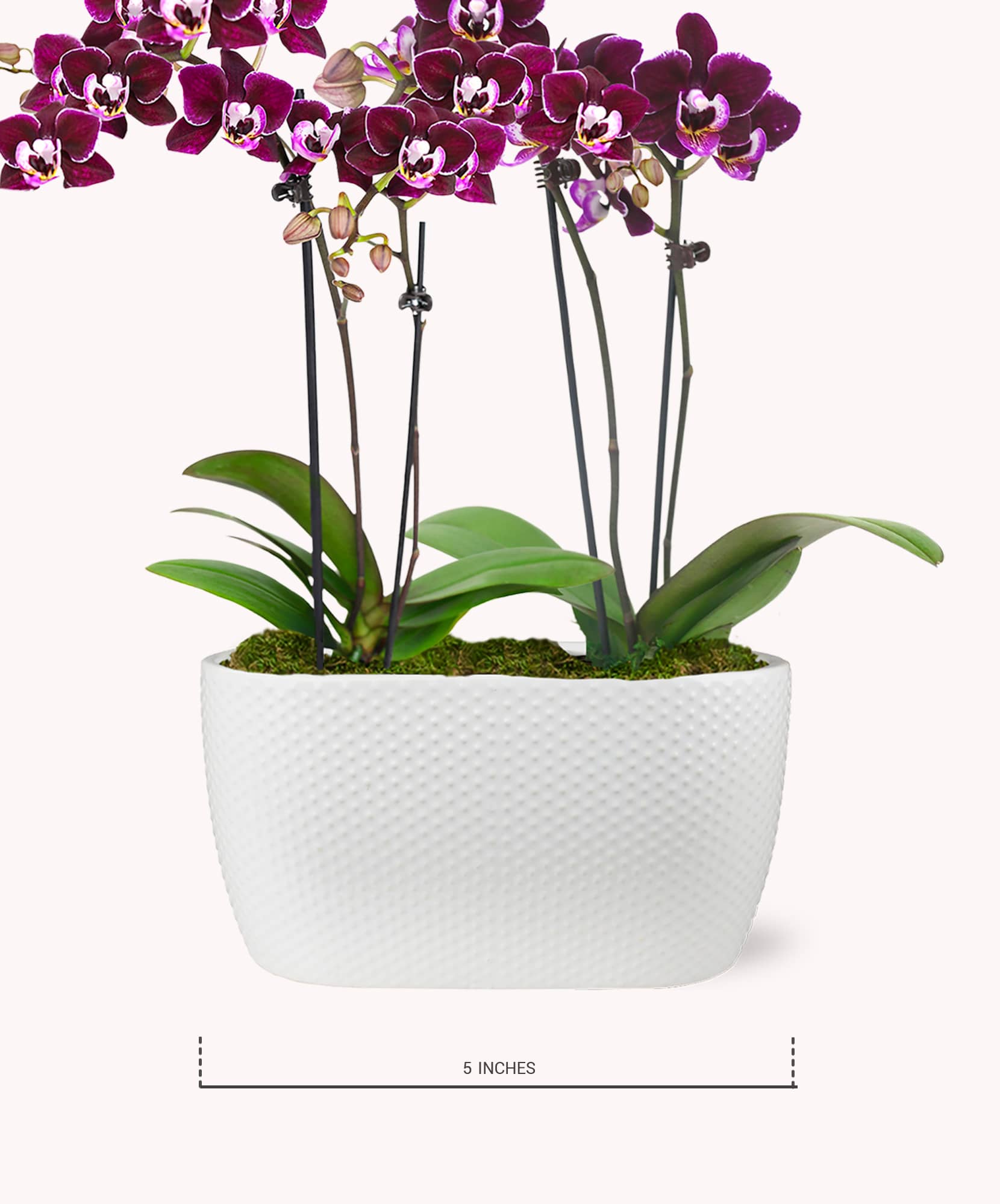 Elegant purple orchids in a modern white pot, showcasing vibrant blooms and lush greenery.