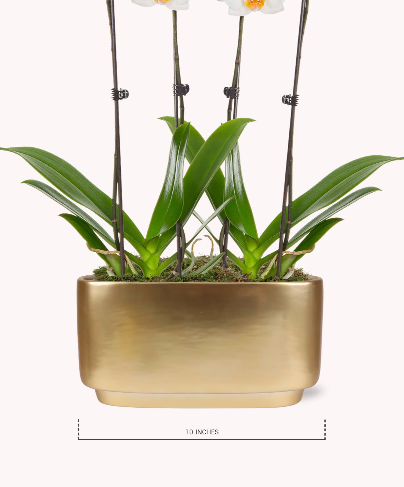 Elegant white orchids with lush green leaves in a stylish gold planter, measuring 10 inches tall.