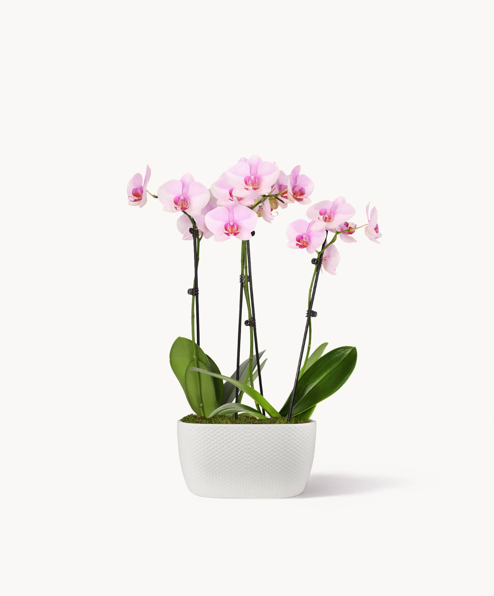 Elegant pink orchids in a stylish white pot, perfect for home decor or gifting.