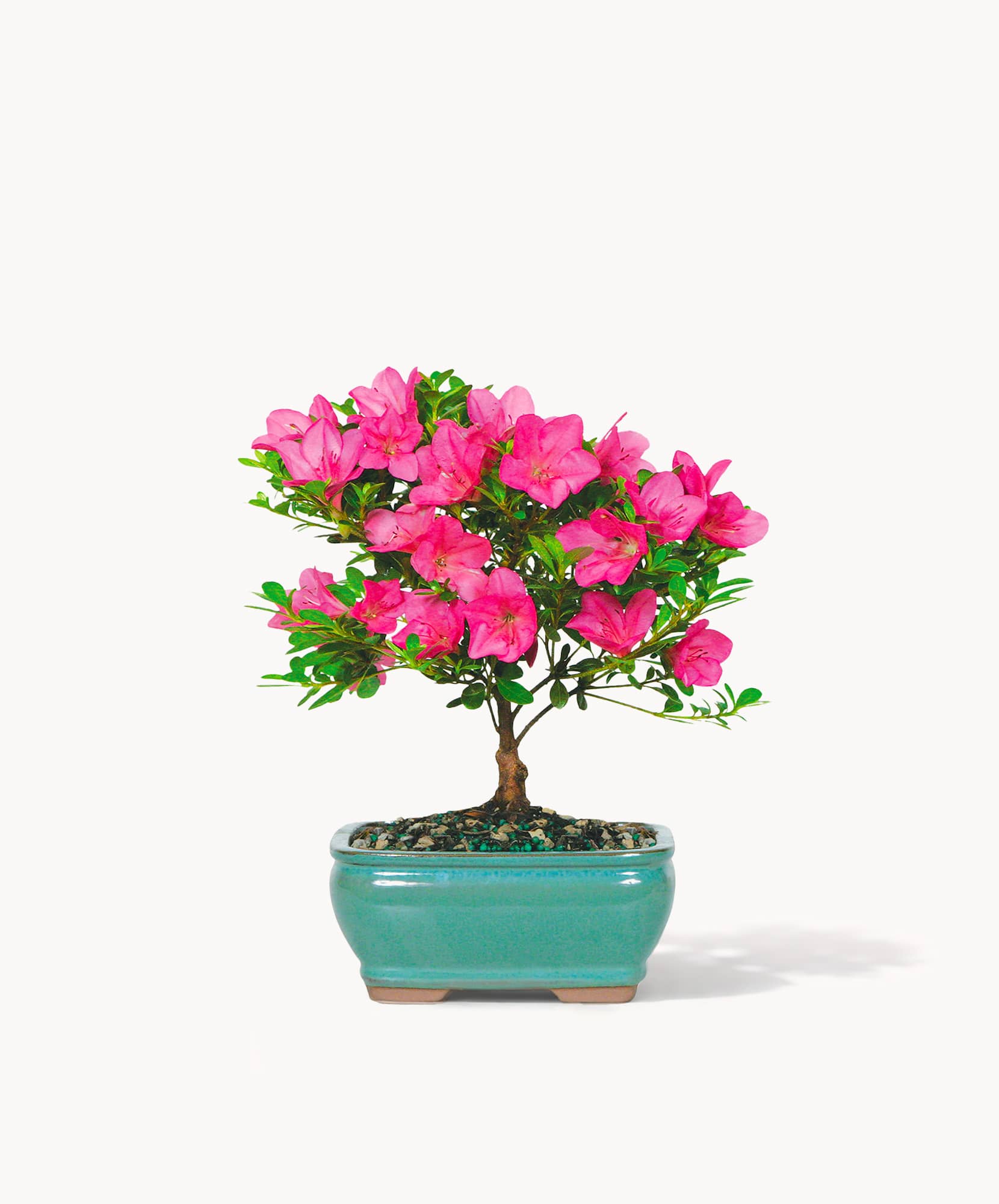 Vibrant pink azalea bonsai in a teal pot, perfect for home decor and gifting.