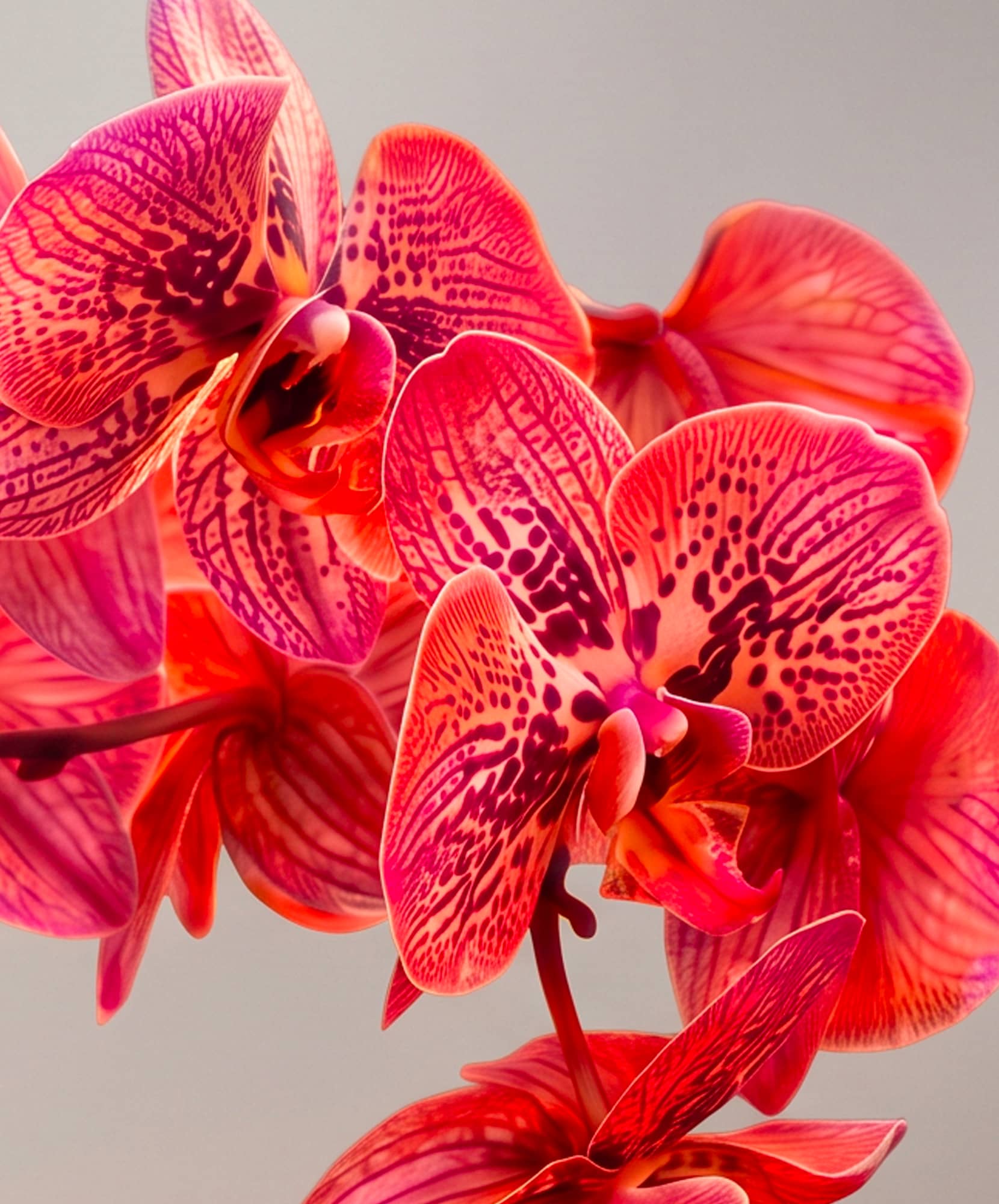Vibrant pink and purple orchids with intricate patterns, showcasing natural beauty.