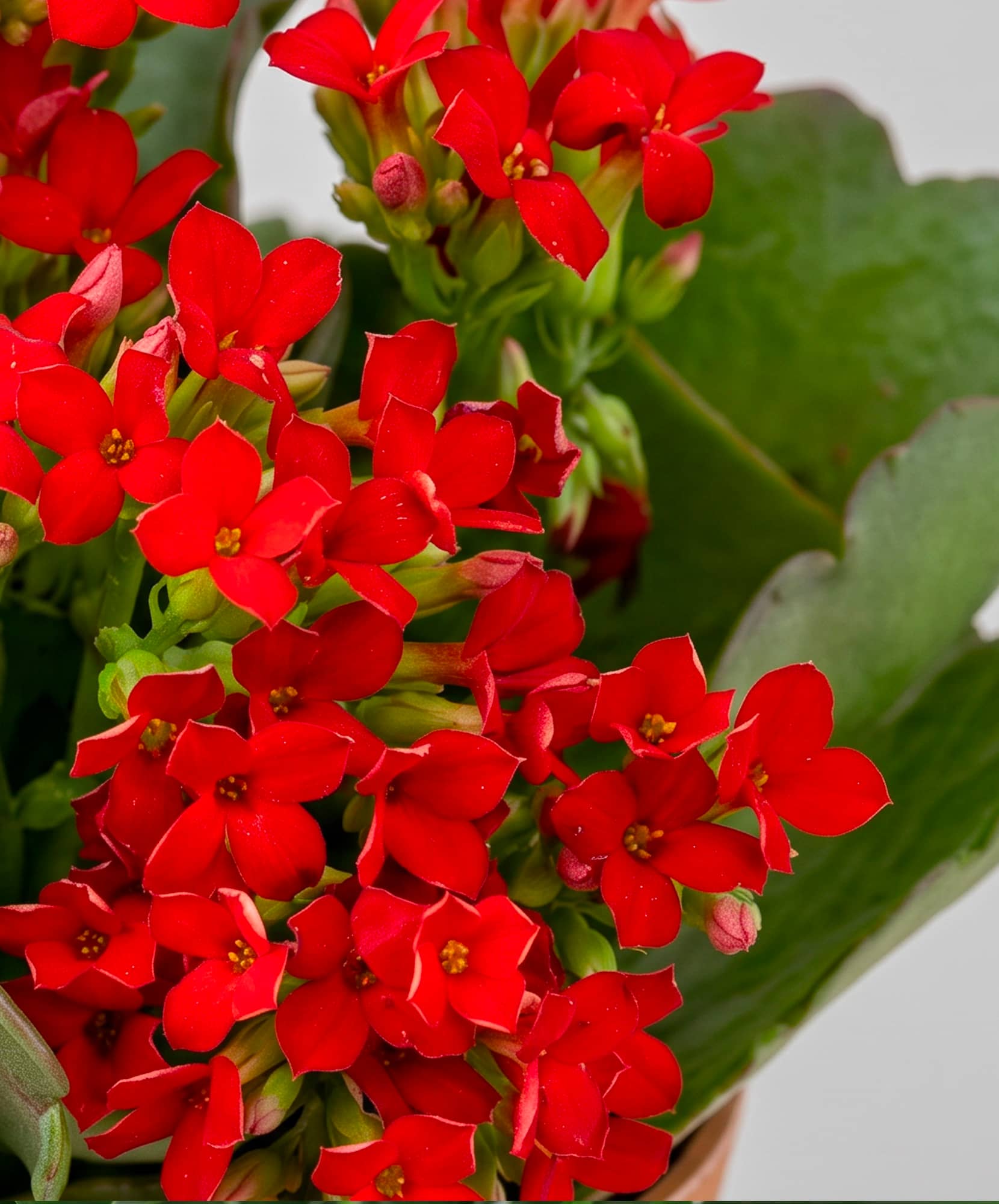Vibrant clusters of red flowers with green leaves, perfect for brightening any space.