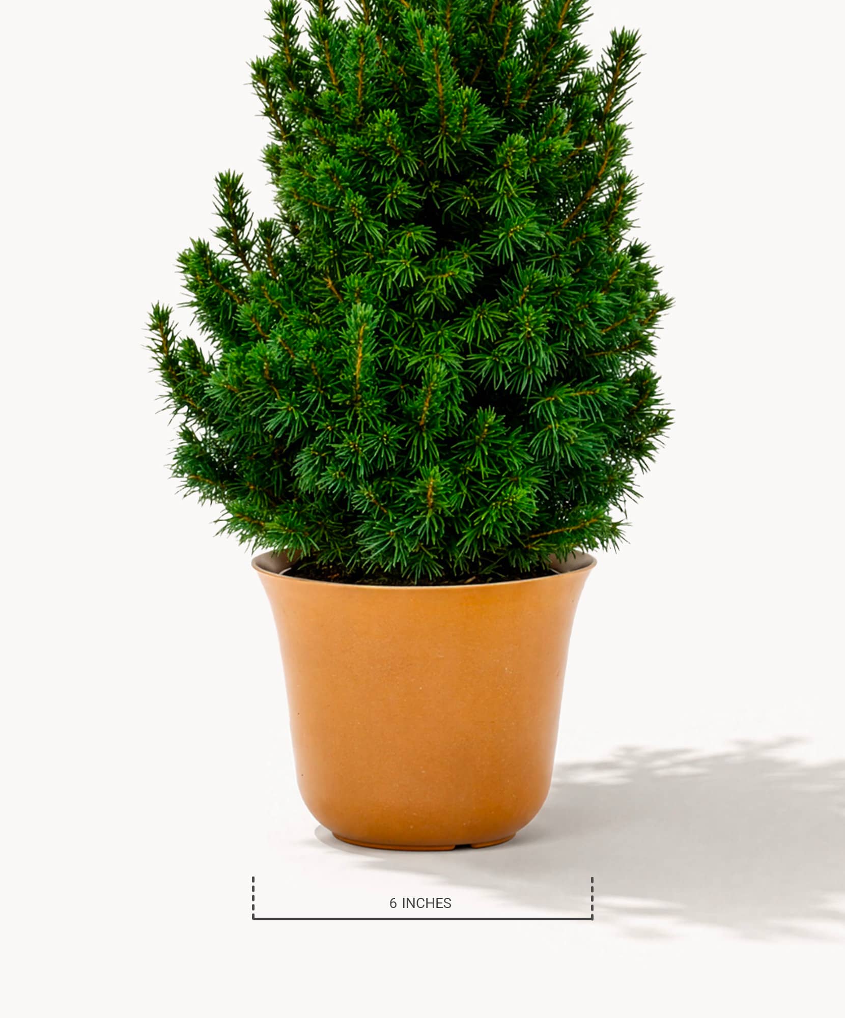 Green indoor potted plant with lush foliage, perfect for home decor and enhancing spaces.